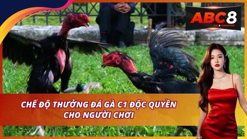 Chế độ thưởng đá gà C1 độc quyền cho người chơi