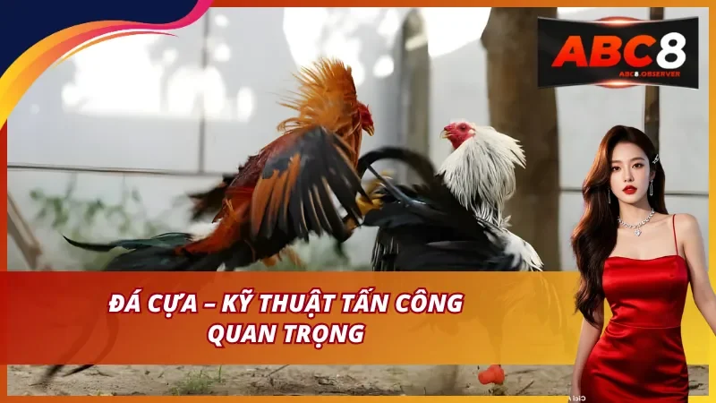 Đá cựa – Kỹ thuật tấn công quan trọng
