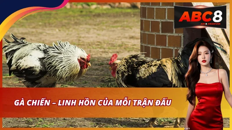 Gà chiến – Linh hồn của mỗi trận đấu